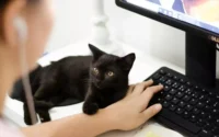 Mulher usando pc com acessórios de plataforma de vendas online e gato ao lado
